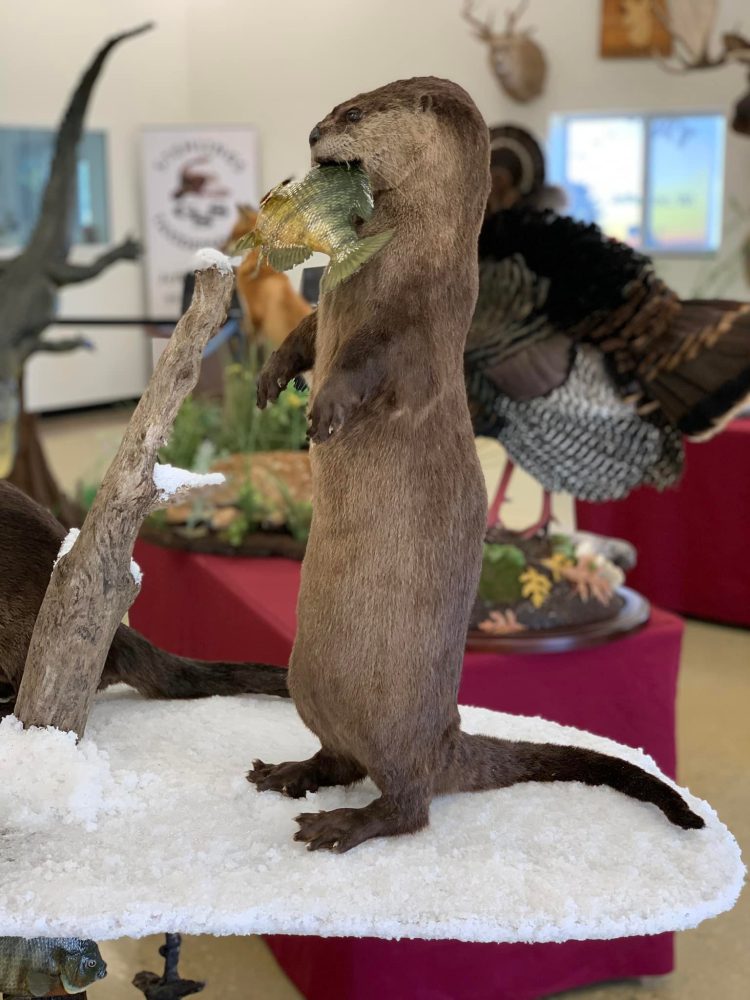 Otter (_Lontra canadensis_) mammal taxidermy mount by Stehlings Taxidermy