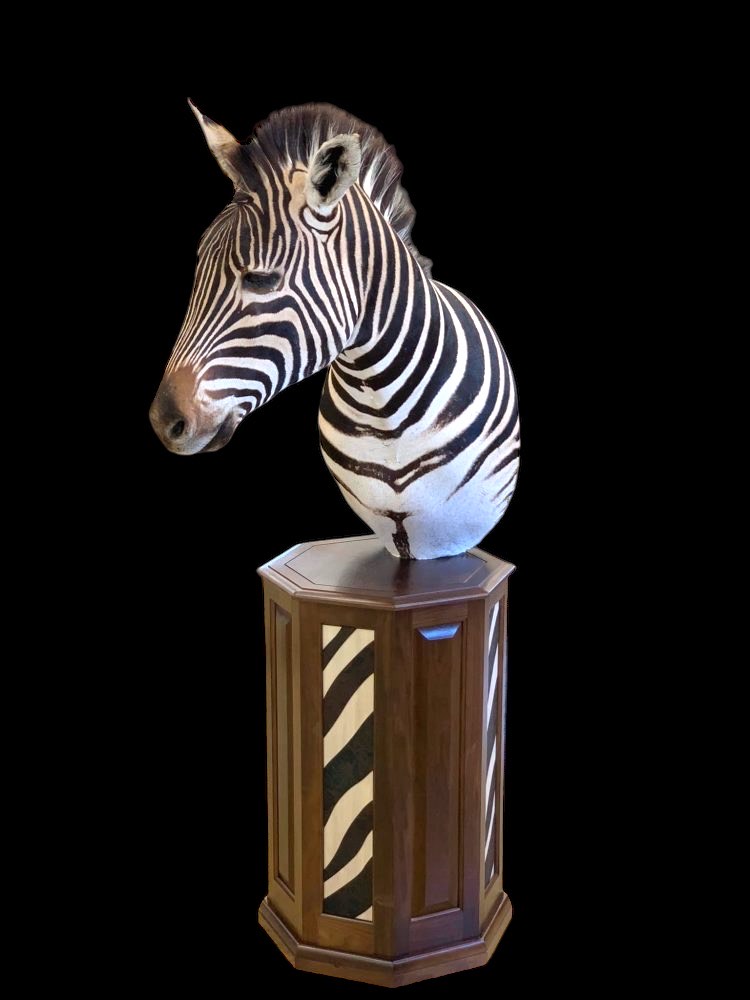 Zebra (_Equus zebra_) mammal taxidermy mount by Stehlings Taxidermy