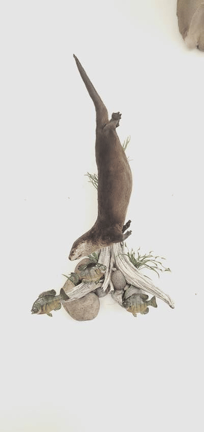 Otter (_Lontra canadensis_) mammal taxidermy mount by Stehlings Taxidermy — gallery thumbnail, photo 2 of 4