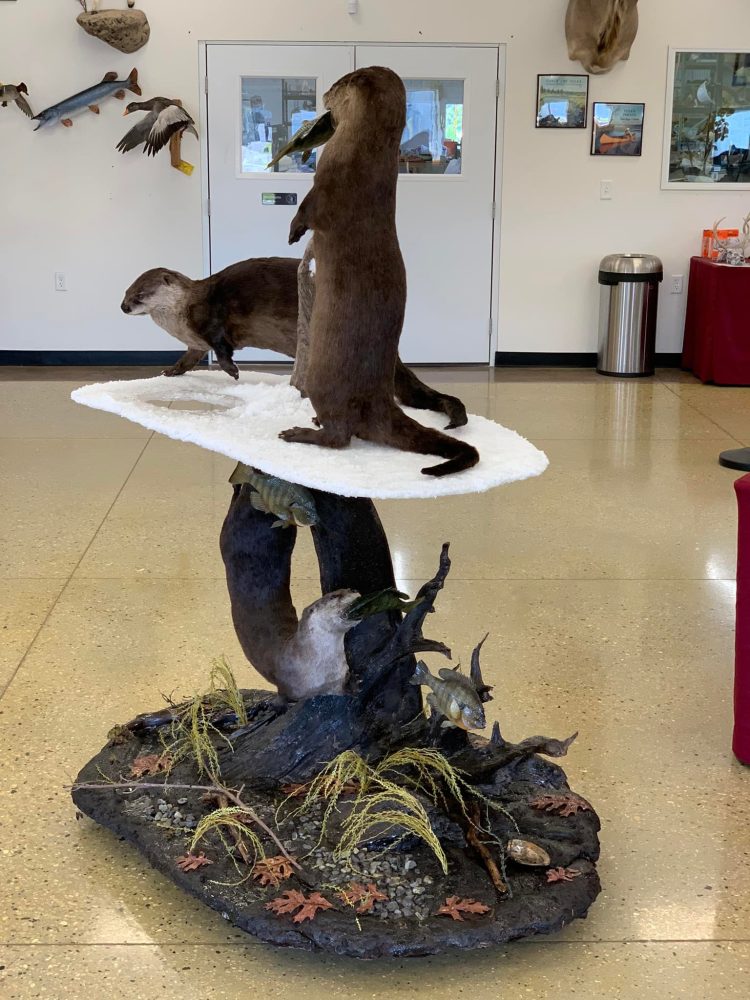 Otter (_Lontra canadensis_) mammal taxidermy mount by Stehlings Taxidermy — gallery thumbnail, photo 3 of 4