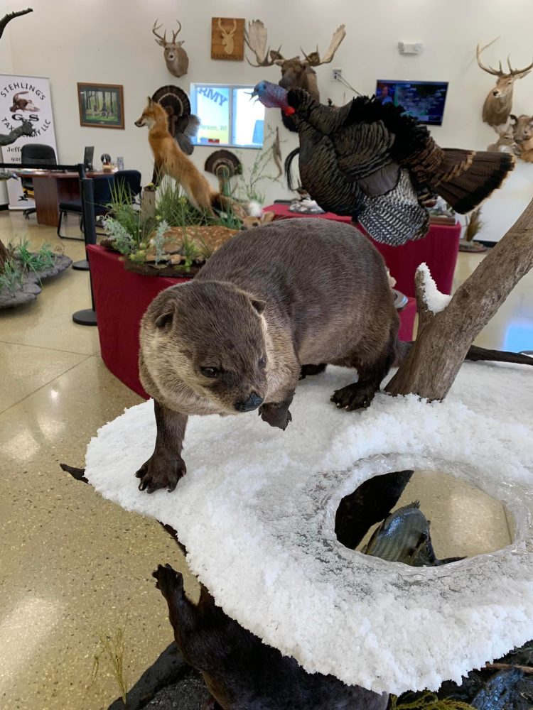 Otter (_Lontra canadensis_) mammal taxidermy mount by Stehlings Taxidermy — gallery thumbnail, photo 4 of 4