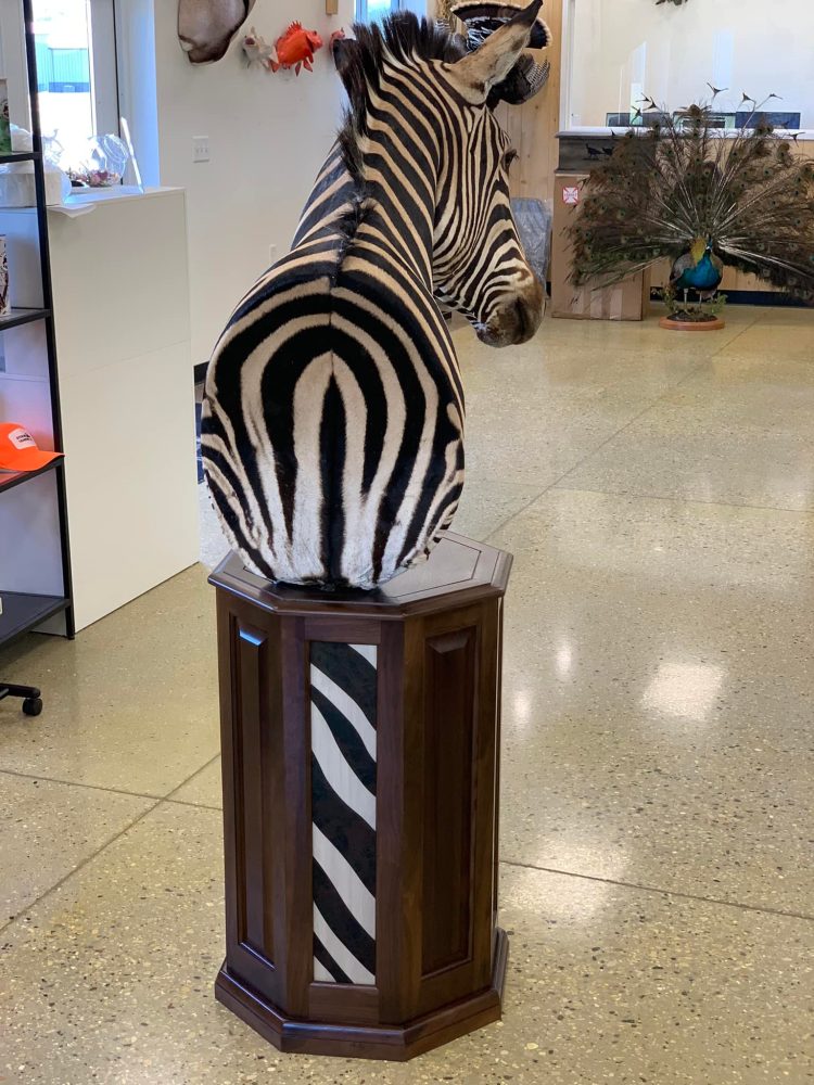 Zebra (_Equus zebra_) mammal taxidermy mount by Stehlings Taxidermy — gallery thumbnail, photo 3 of 4