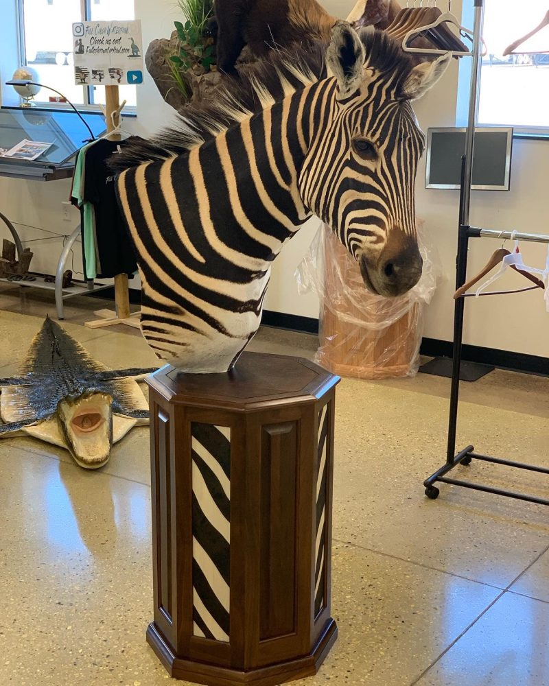 Zebra (_Equus zebra_) mammal taxidermy mount by Stehlings Taxidermy — gallery thumbnail, photo 4 of 4